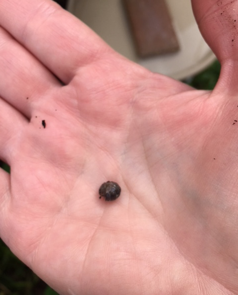 Screen Shot 2018-06-01 at 2.52.28 PM