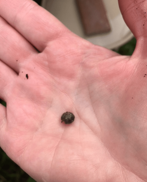 Screen Shot 2018-06-01 at 2.52.28 PM