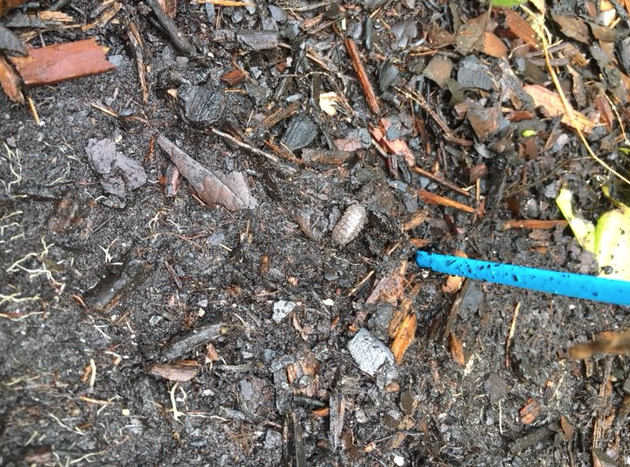 Screen Shot 2018-06-01 at 2.52.37 PM