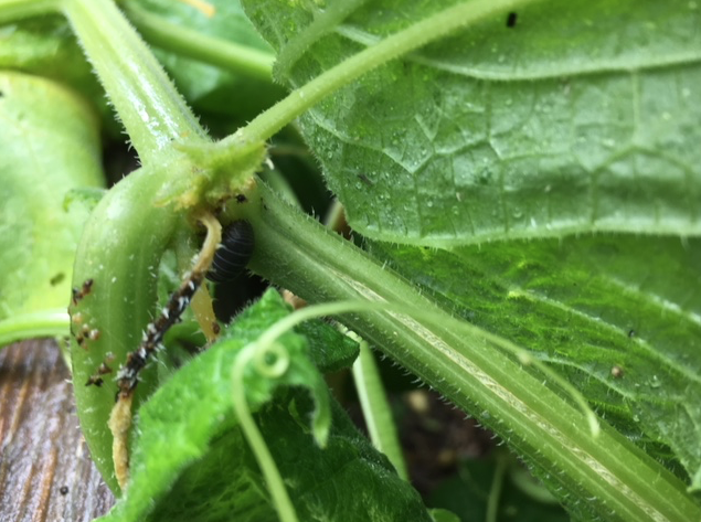 Screen Shot 2018-06-01 at 2.52.53 PM