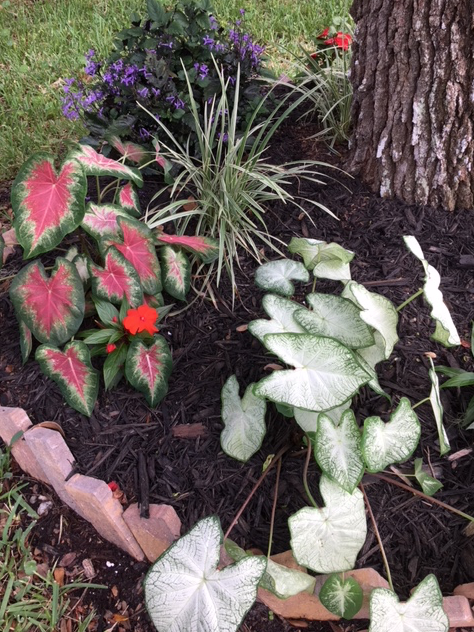 Flower garden under the trees
