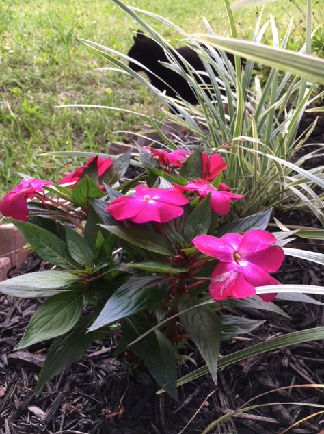 Flower garden under the trees