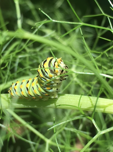 Screen Shot 2018-06-16 at 4.02.39 PM