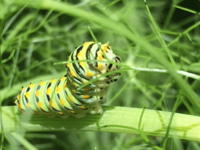 Black Swallowtail Butterfly Eggs, Larvae and&nbsp;Worms
