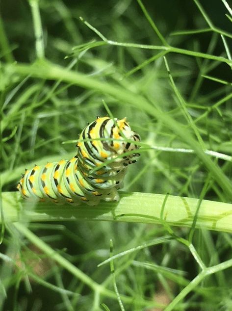 Screen Shot 2018-06-16 at 4.02.39 PM