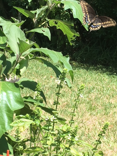 Screen Shot 2018-06-16 at 4.02.49 PM