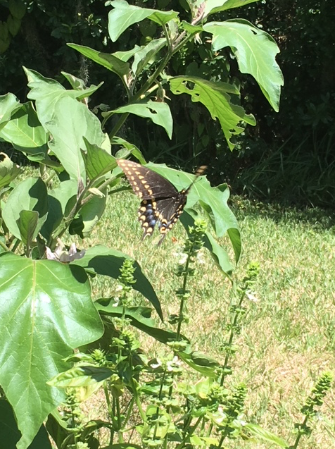 Screen Shot 2018-06-16 at 4.03.00 PM