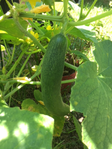 Cucumber on the vine