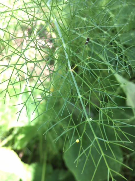swallowtail butterfly eggs and larvae