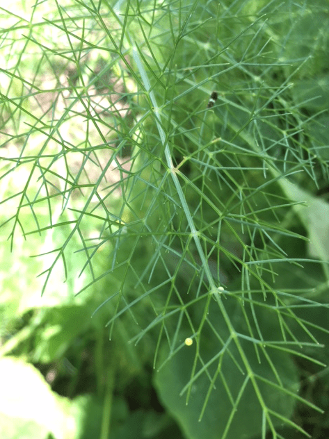swallowtail butterfly eggs and larvae