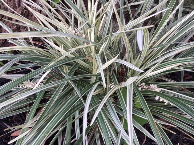 little white flowers
