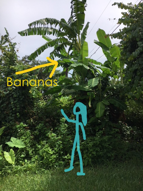 banana tree height