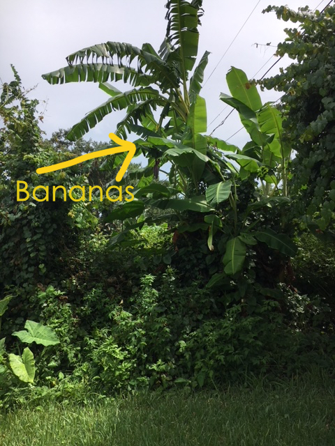 Found Some Bananas Growing in the Backyard  Hydrangeas Blue
