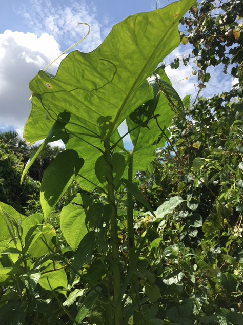 elephant ear leaf