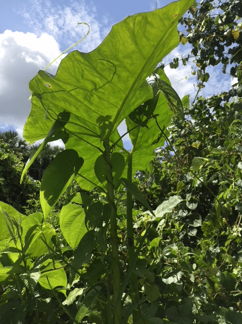 elephant ear leaf