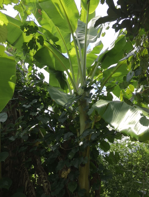 banana tree leaves