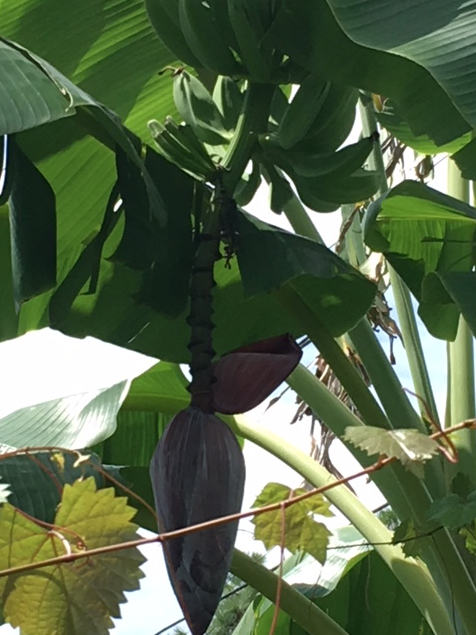 bananas on tree