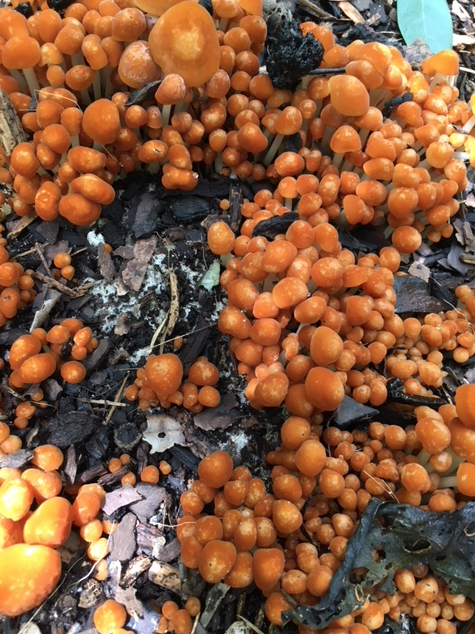 orange mushrooms in the garden