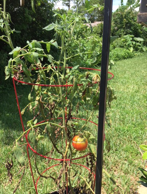 old tomato plant
