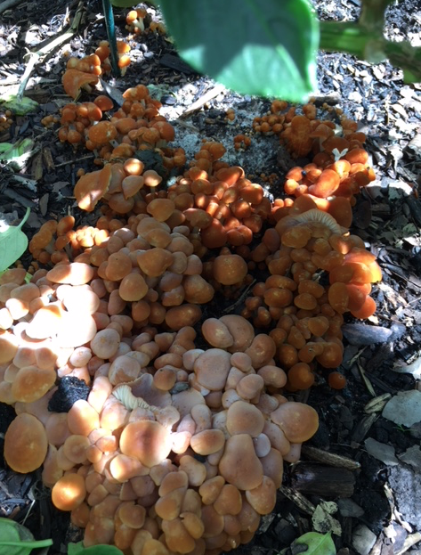 Screen Shot 2018-07-25 at 11.18.04 AM