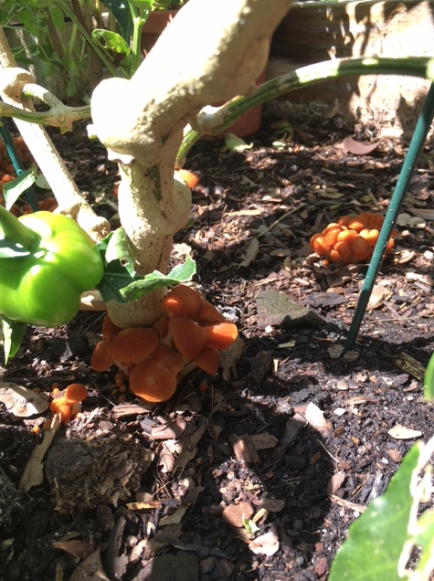 orange mushrooms