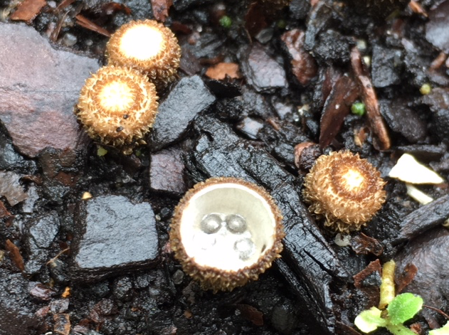 birds nest mushroom