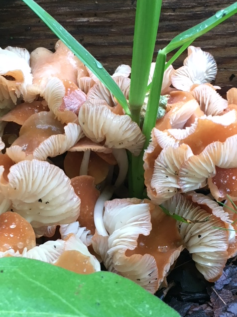 orange mushrooms