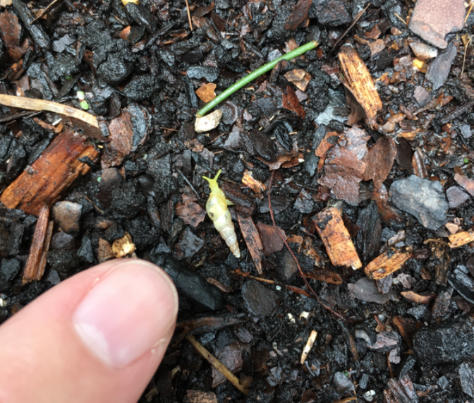 yellow garden snail