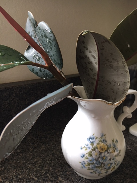 rubber plant cuttings in vase