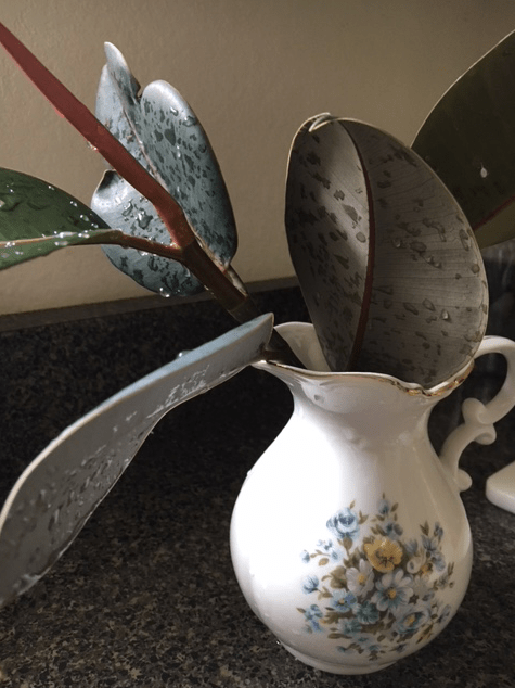 rubber plant cuttings in vase