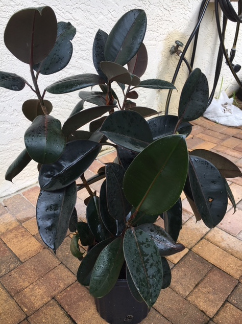 rubber tree after pruning