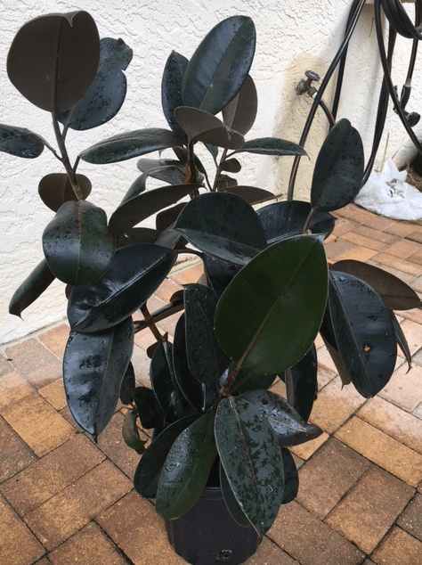 rubber tree after pruning