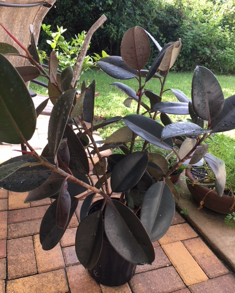 Rubber tree in need of pruning
