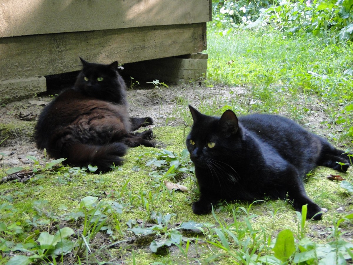 My Favorite Black Cat Photos of Skittle and&nbsp;Fontana
