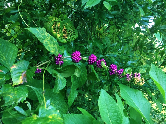 purple berries