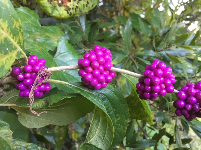purple berries