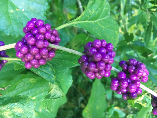 purple beauty berry