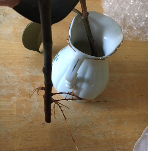 rooted cutting rubber tree