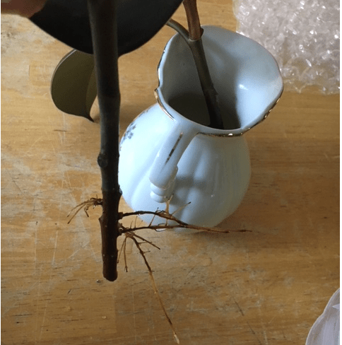 rooted cutting rubber tree