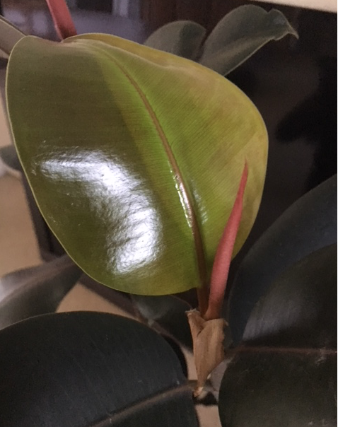new leaf rubber tree