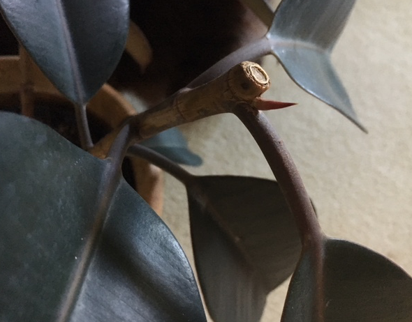 new growth rubber tree