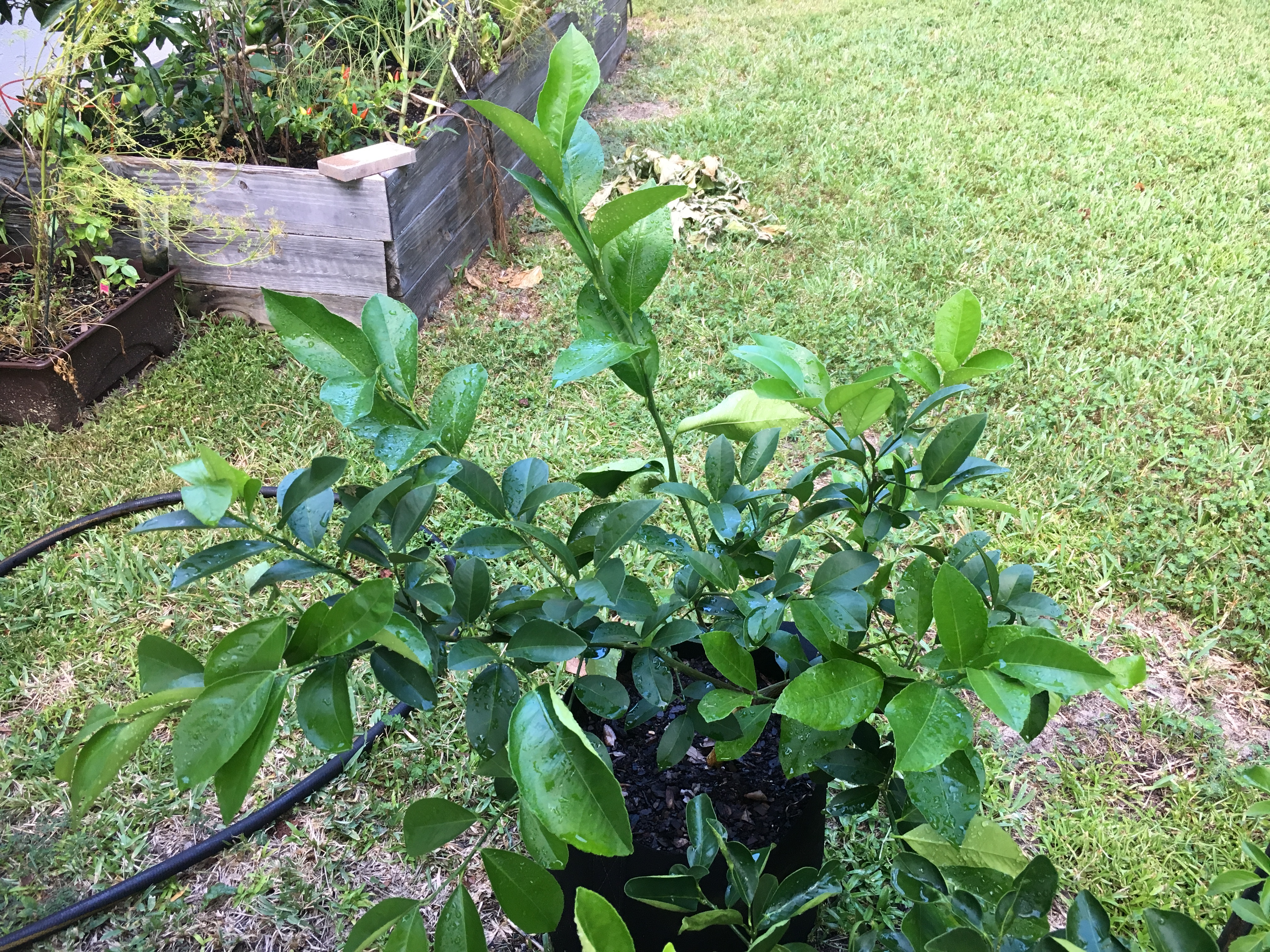 lemon tree greenery