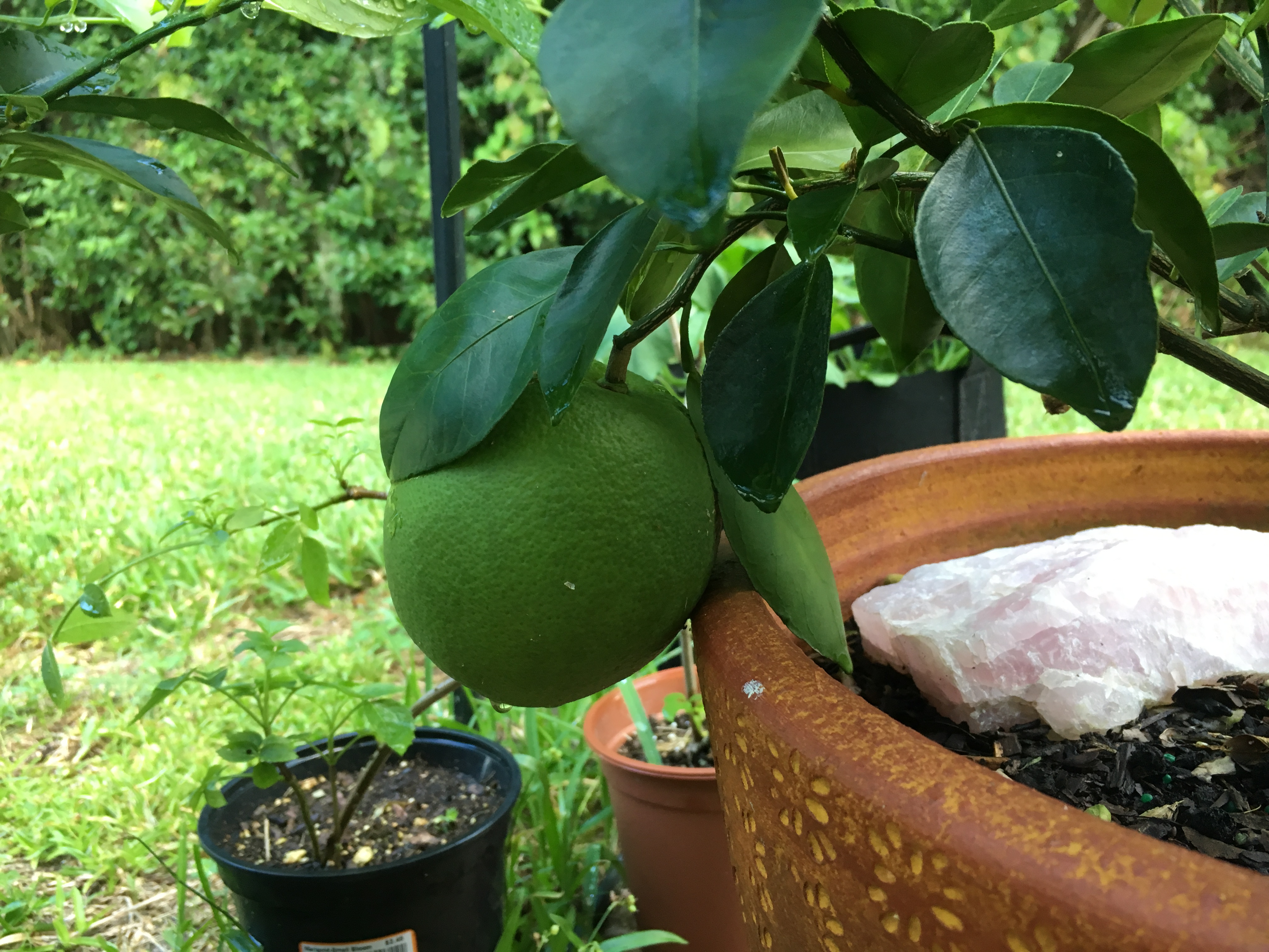 Orange growing on tree