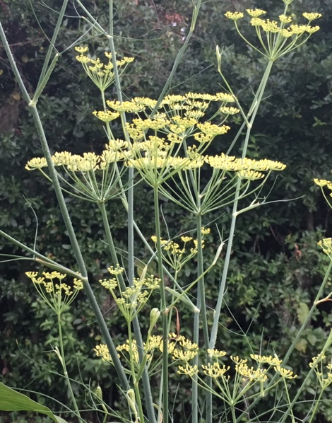 fennel flowers