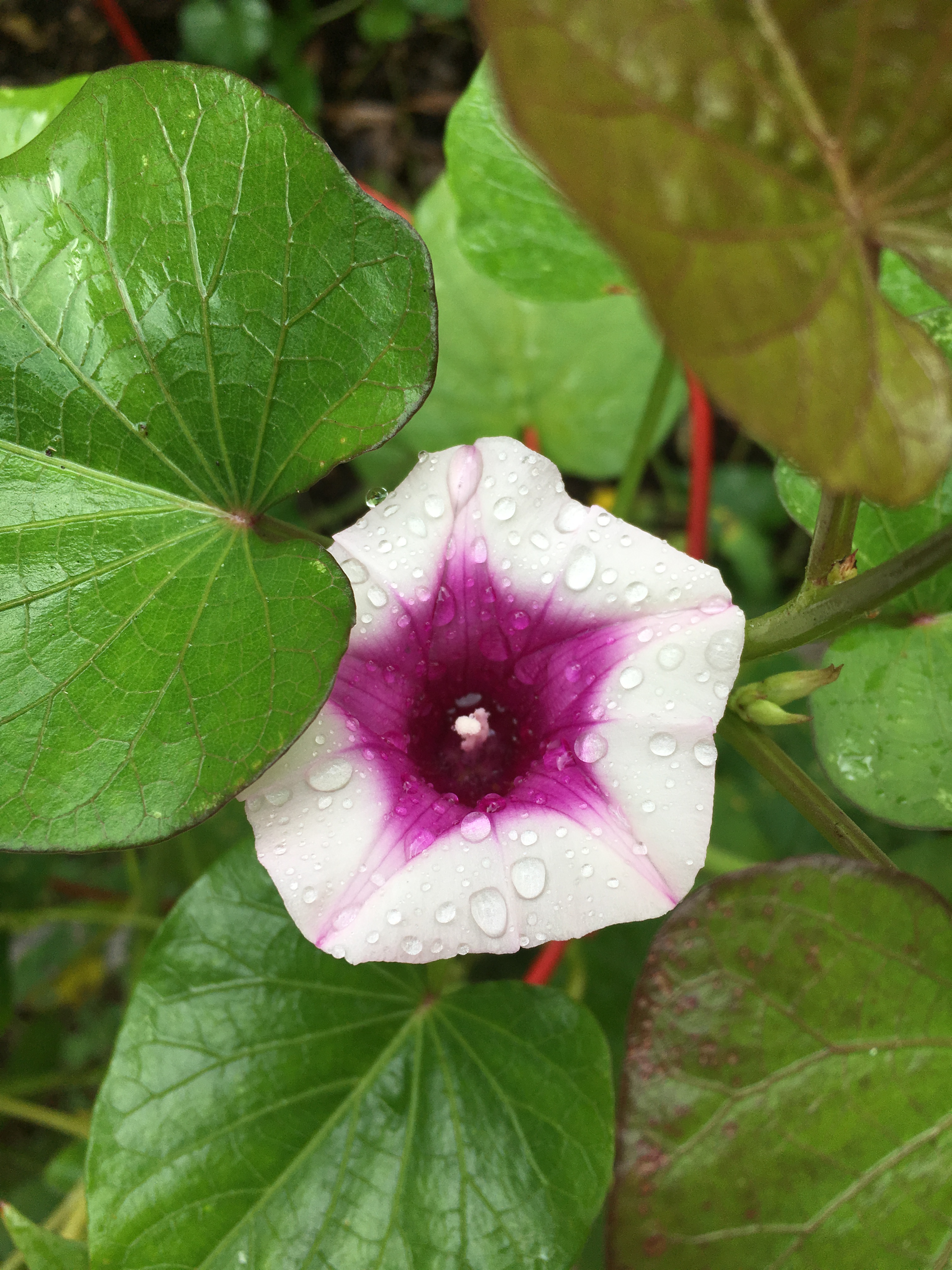sweet potato flower on vine