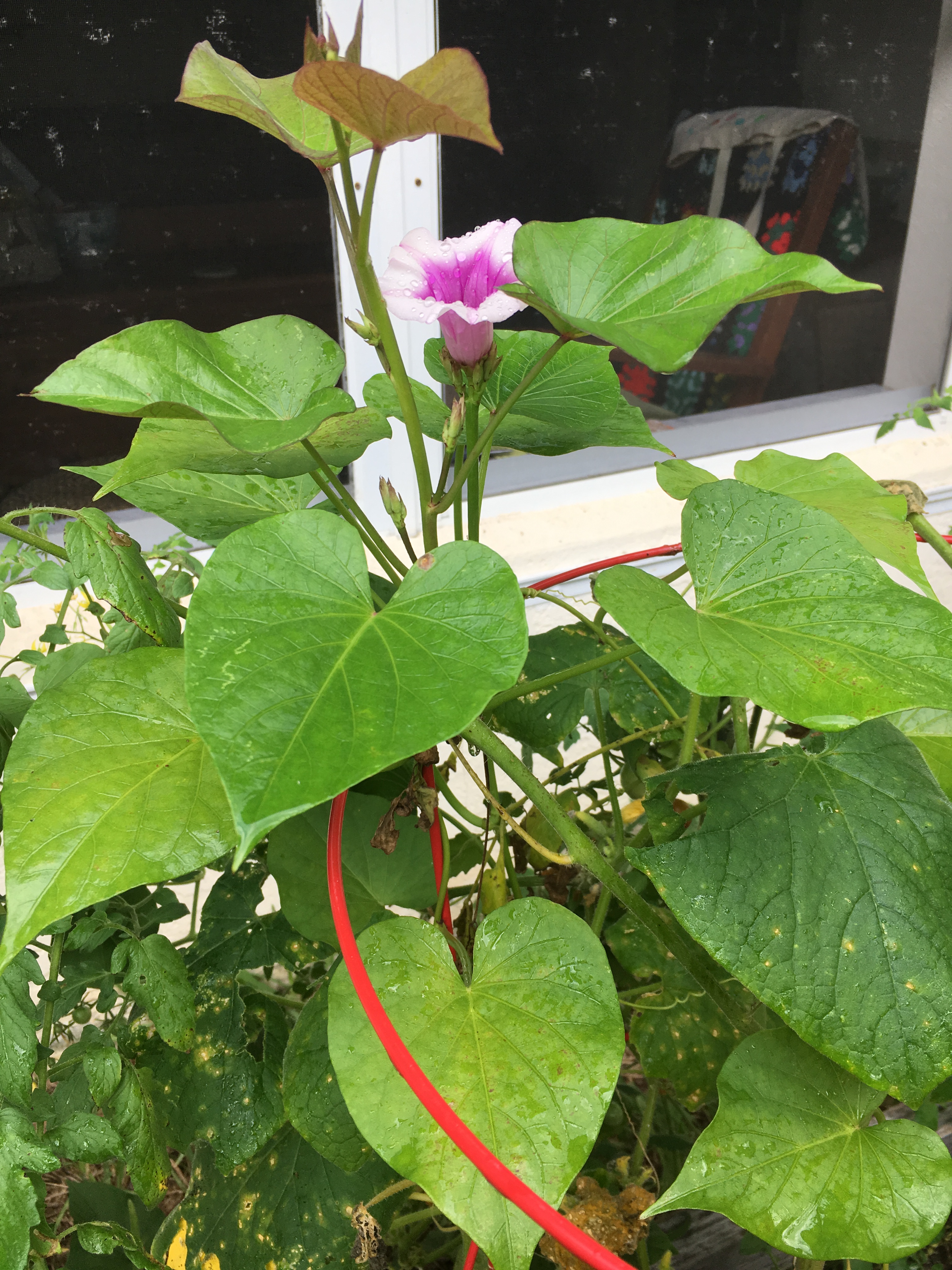 sweet potato flower on vine