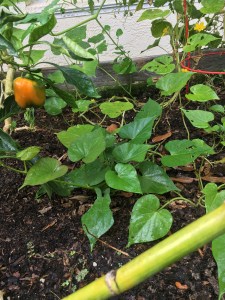 Sweet potato vines