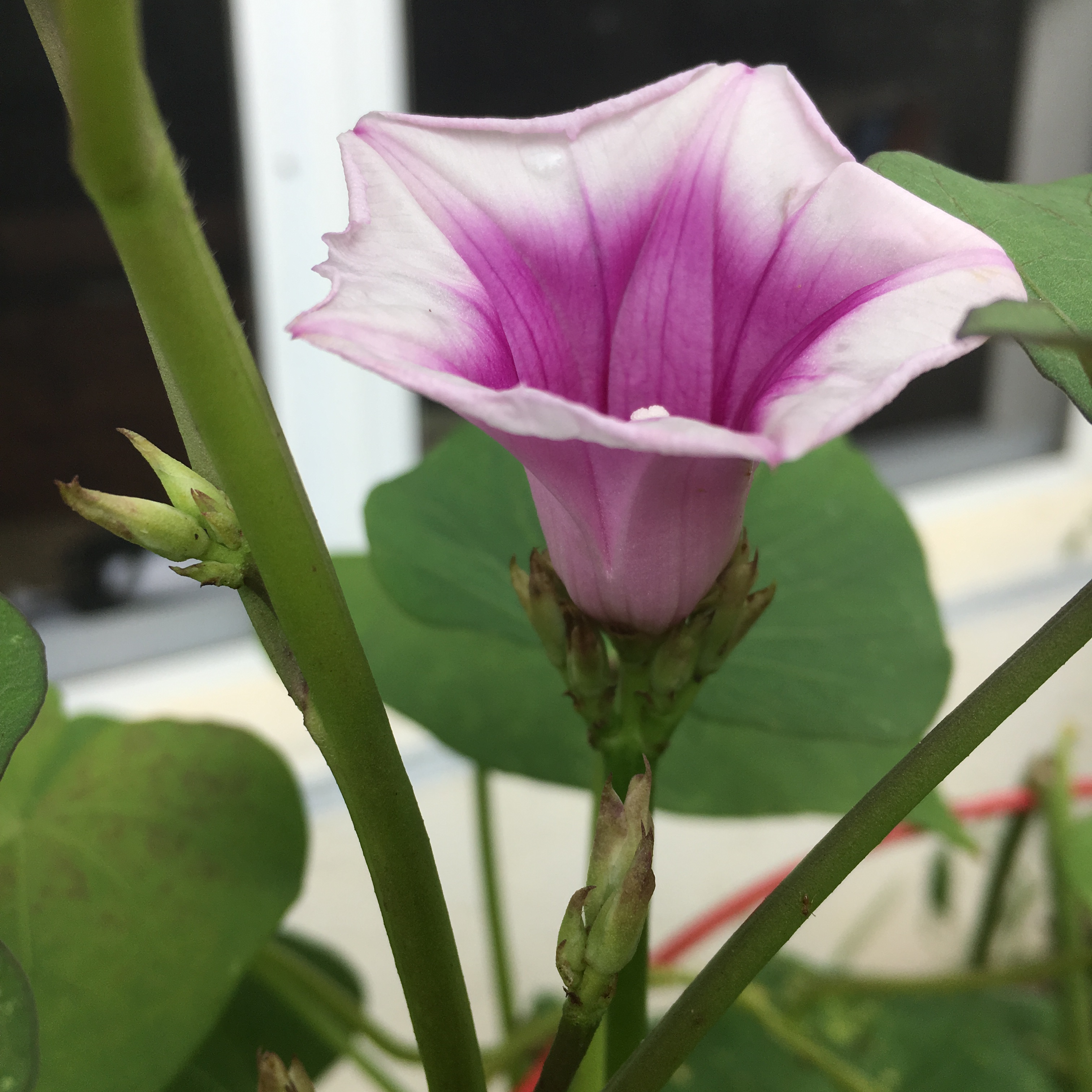Lavender, pink and purple sweet potato flower