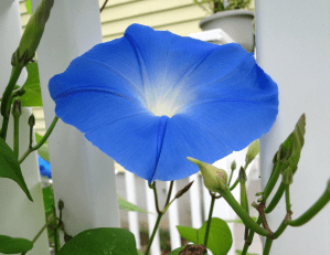 blue morning glory flower and buds