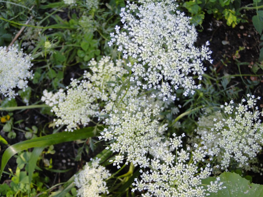 Queen anne's lace flowers